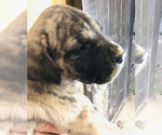 Small Photo #11 Presa Canario Puppy For Sale in MESA, AZ, USA