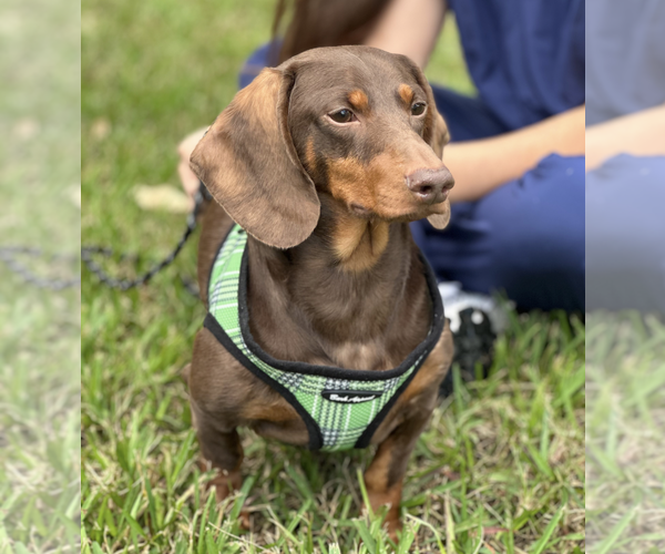 Medium Photo #5 Dachshund Puppy For Sale in Weston, FL, USA