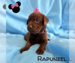 Puppy Rapunzel Labrador Retriever