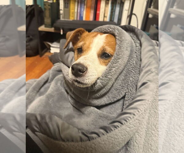 Medium Photo #53 Mutt Puppy For Sale in Philadelphia, PA, USA