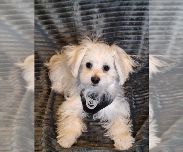 Medium Photo #5 Maltese Puppy For Sale in BEAR RIVER, WY, USA