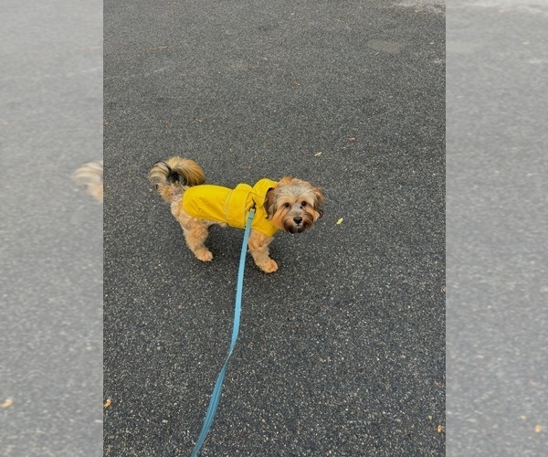 Medium Photo #1 YorkiePoo Puppy For Sale in BOSTON, MA, USA