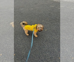 YorkiePoo Puppy for sale in BOSTON, MA, USA
