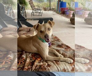 Chihuahua-Unknown Mix Dogs for adoption in New London, WI, USA