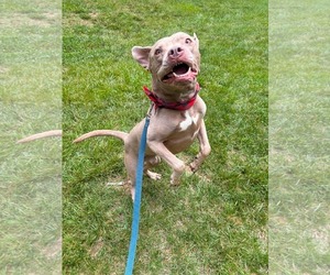American Pit Bull Terrier-Staffordshire Bull Terrier Mix Dogs for adoption in Holly Springs, NC, USA