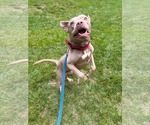 Small American Pit Bull Terrier-Staffordshire Bull Terrier Mix