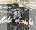 Small Photo #20 Aussiedoodle-Poodle (Standard) Mix Puppy For Sale in COMMERCE, MI, USA