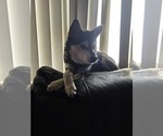 Small Photo #1 Alaskan Klee Kai Puppy For Sale in SUNSET, UT, USA