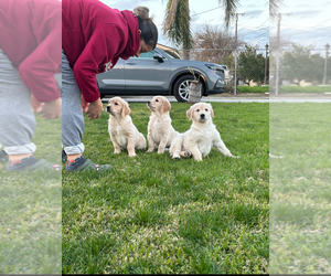Golden Retriever Puppy for Sale in MIRA LOMA, California USA