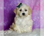 Puppy Lil Man Maltipoo (Miniature)