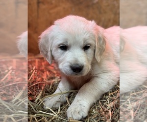 English Cream Golden Retriever Puppy for sale in STRASBURG, VA, USA