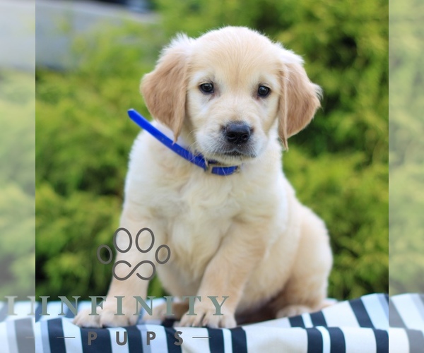 Medium Photo #1 Golden Retriever Puppy For Sale in LITITZ, PA, USA