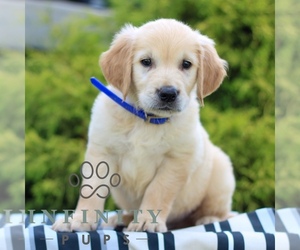 Golden Retriever Puppy for sale in LITITZ, PA, USA