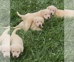 Image preview for Ad Listing. Nickname: AKC Ready to Go