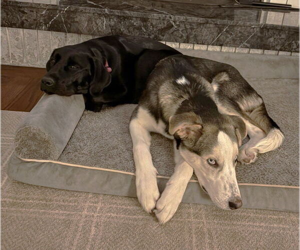 Medium Photo #20 Huskies -Unknown Mix Puppy For Sale in Boonton, NJ, USA