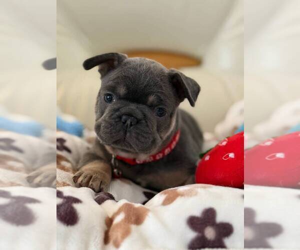 Medium Photo #5 French Bulldog Puppy For Sale in MC GRAW, NY, USA