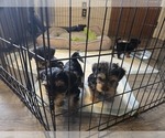 Small #13 Yorkshire Terrier