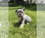 Image preview for Ad Listing. Nickname: Litter of 4