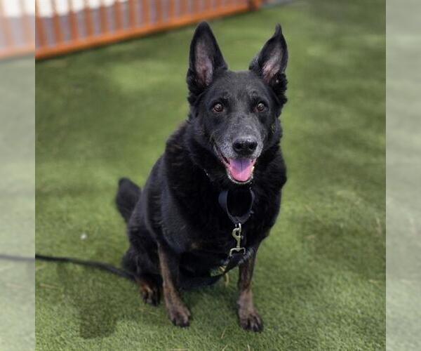 Medium Photo #1 German Shepherd Dog-Unknown Mix Puppy For Sale in Las Vegas, NV, USA
