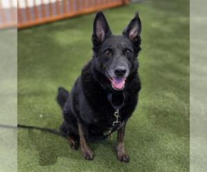German Shepherd Dog-Unknown Mix Dogs for adoption in Las Vegas, NV, USA