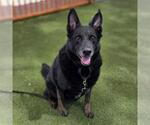 Small German Shepherd Dog Mix