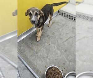 German Shepherd Dog Dogs for adoption in Temple, TX, USA