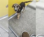 Small German Shepherd Dog