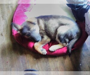 Alaskan Husky-German Shepherd Dog Mix Puppy for sale in STOCKTON, CA, USA