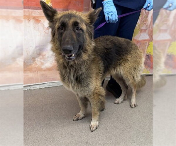 Medium Photo #1 German Shepherd Dog-Unknown Mix Puppy For Sale in San Bernardino, CA, USA