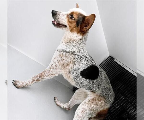 Medium Photo #1 Mutt Puppy For Sale in Houston, TX, USA
