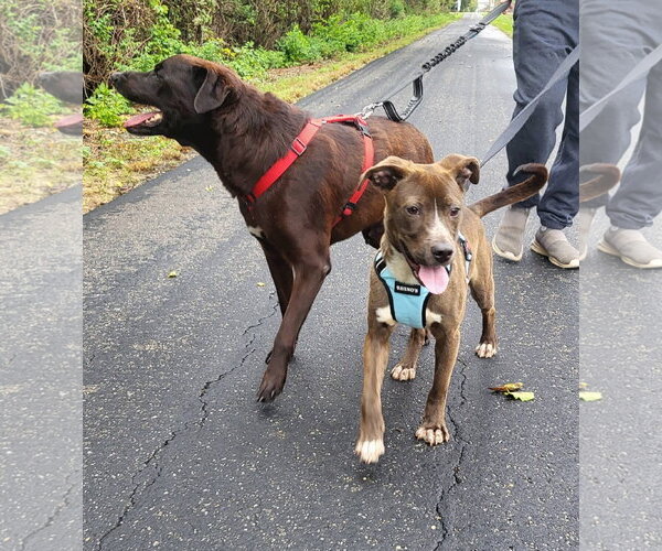 Medium Photo #6 American Pit Bull Terrier-Unknown Mix Puppy For Sale in Germantown, OH, USA