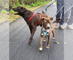 Small Photo #6 American Pit Bull Terrier-Unknown Mix Puppy For Sale in Germantown, OH, USA