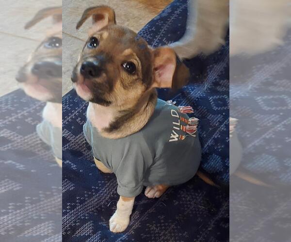 Medium Photo #2 Chihuahua-Unknown Mix Puppy For Sale in San Antonio, TX, USA