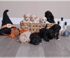 Maltipoo-ShihPoo Mix Dogs for adoption in TACOMA, WA, USA