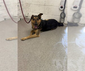 German Shepherd Dog-Unknown Mix Dogs for adoption in San Bernardino, CA, USA