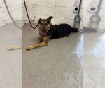 Small German Shepherd Dog Mix
