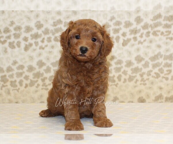 Medium Photo #3 Cavapoo Puppy For Sale in DENVER, PA, USA