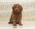 Small #2 Cavapoo