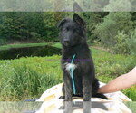 Small #4 German Shepherd Dog