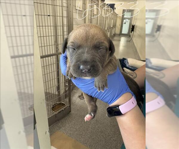 Medium Photo #1 Labrador Retriever Puppy For Sale in Houston, TX, USA