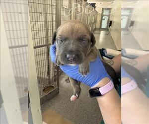 Labrador Retriever Dogs for adoption in Houston, TX, USA