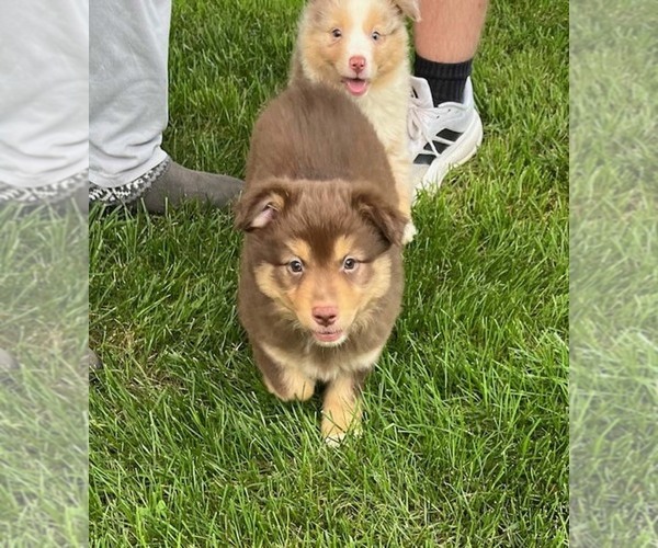 Medium Photo #3 Miniature Australian Shepherd Puppy For Sale in WENTZVILLE, MO, USA