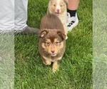 Small #2 Miniature Australian Shepherd