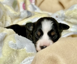 Miniature Australian Shepherd Puppy for sale in WOODRUFF, SC, USA