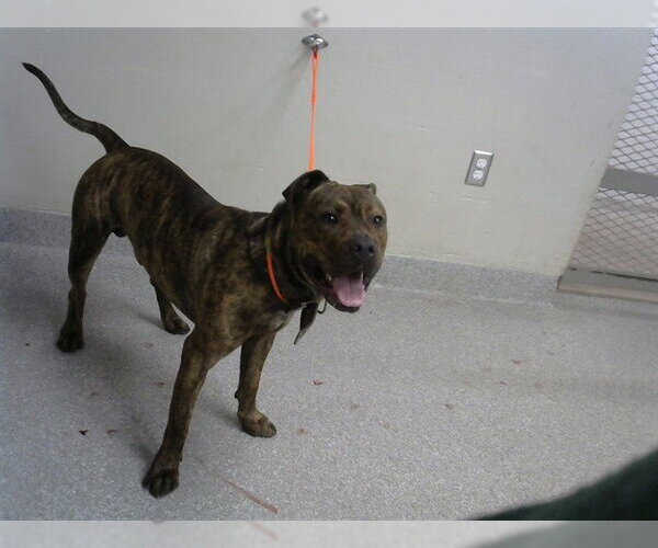 Medium Photo #1 American Pit Bull Terrier-Unknown Mix Puppy For Sale in Pasadena, TX, USA
