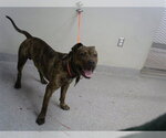Small American Pit Bull Terrier Mix