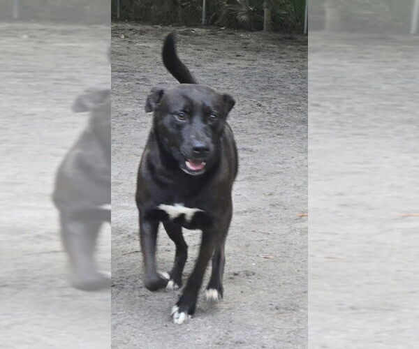 Medium Photo #12 Mutt Puppy For Sale in Myrtle Beach, SC, USA