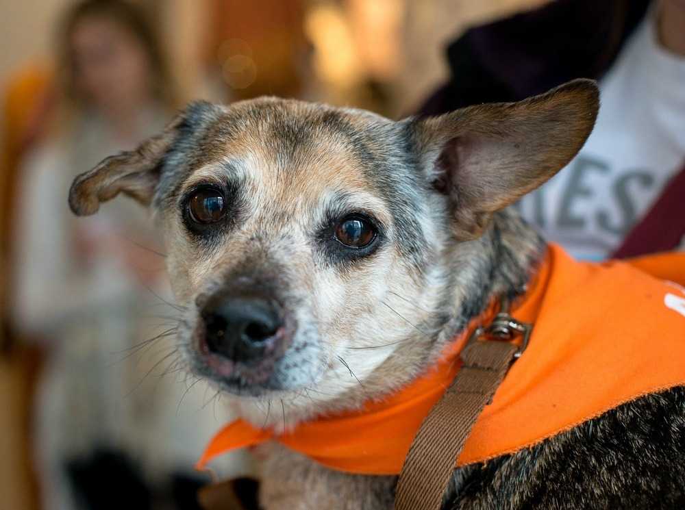 View Ad: Chihuahua Dog for Adoption, North Carolina ...