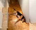 Small #19 German Shepherd Dog Mix