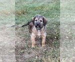 Small #3 Labrador Retriever Mix